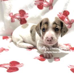 Chocolate and Tan Dapple Piebald Smooth Red Collar - Chocolate and tan male Dachshund puppy in Cleveland, Tennessee from Kelly's Doxie Farm