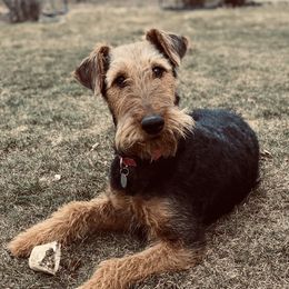 Jessie - Airedale Terrier