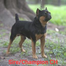 Brussels Griffon Puppies from Little Griffons