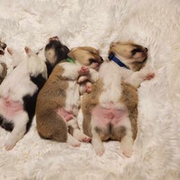 Pembroke Welsh Corgi Puppies from Benischek's P. W. Corgi's