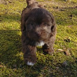 Petunia - Havanese puppy in Batesville, Arkansas from Hillbilly Havanese
