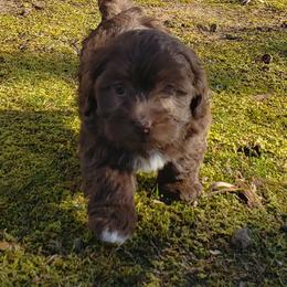 Petunia - Havanese puppy in Batesville, Arkansas from Hillbilly Havanese