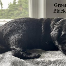 Green Collar - Black Labrador Retriever puppy in Maine from Northern Woods Labs