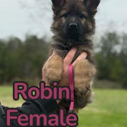 Robin - Sable female German Shepherd puppy in Murrayville, Georgia from Vom Clark’s German Shepherds