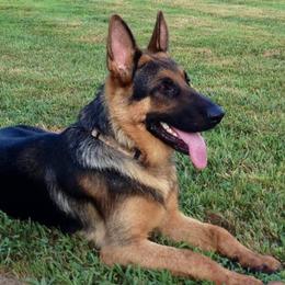 German Shepherds from Twin Oaks German Shepherds