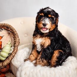 Tradition - Tri-color male Bernedoodle puppy in Athens, Alabama from Brewing Doodles