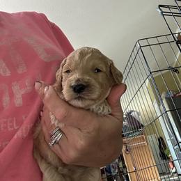 Frosty - Cream male Goldendoodle puppy in Waynesboro, Virginia from Forest Creek Kennel