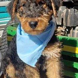 Airedale Terriers from Perry’s Pup’s