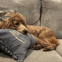 Delilah - Goldendoodle