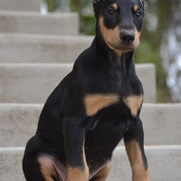 Doberman Pinscher Puppies from Obsidian Kennels