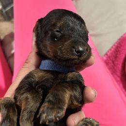 Dachshund Puppies from Rare Treat Dachshunds