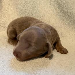 CKC Boy 3 - Fawn (Isabella) male Dachshund puppy in Grand Valley, Pennsylvania from Dachshunds on the Hill