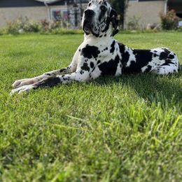 Great Dane Puppies from ROYAL EXCALIBUR