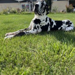 Great Dane Puppies from ROYAL EXCALIBUR