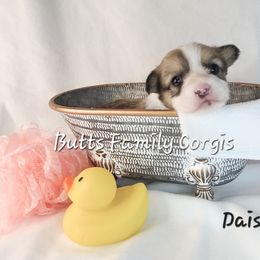 Girl 4 - Red Pembroke Welsh Corgi puppy in Cameron, North Carolina from Butts Family Corgis