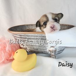 Girl 4 - Red Pembroke Welsh Corgi puppy in Cameron, North Carolina from Butts Family Corgis