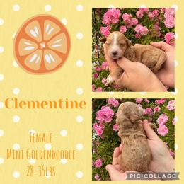 Clementine - Red  female Goldendoodle puppy in Chattanooga, Tennessee from Scenic City Doodles