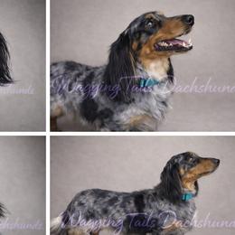 Bruno - Dachshund