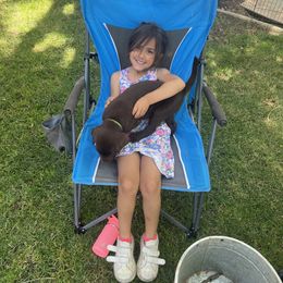 Labrador Retriever Puppies from Naomi's Labrador Retrievers