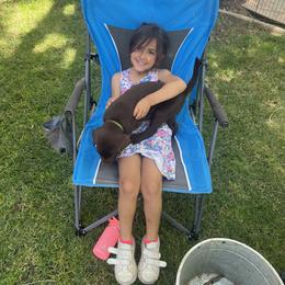 Labrador Retriever Puppies from Naomi's Labrador Retrievers
