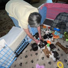 Miniature Schnauzer Puppies from Von Baron Schnauzers