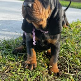 Black and Tan Coonhound Puppies from Classic Coonhounds