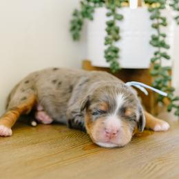 Silver - Merle male Bernedoodle puppy in Spanish Fork, Utah from K Brand Doodles