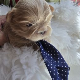 Boy 1 - Cream and white male Shih Tzu puppy in Victorville, California from 🩷CHAFFINO ADORABLE SHIH TZUS