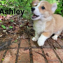 Ashley - Sable female Pembroke Welsh Corgi puppy in Apison, Tennessee from Ashmore Corgis