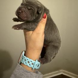 Blue - Blue male Chinese Shar-Pei puppy in North Carolina from Amy Mahaffey's Chinese Shar-Pei