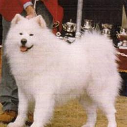 English Springer Spaniels and Samoyeds from Whitestone Samoyeds and Spaniels