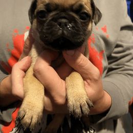 Pug Puppies from House of Briggs Pugs