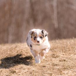Border Collie Puppies from Snow Pine Ranch