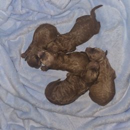 Candy Cane - Red female Cavapoo puppy in Conklin, Michigan from Lake Michigan Couture Cavapoos & Cockapoos