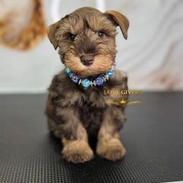 AKC Liver Pepper Boy - Liver male Miniature Schnauzer puppy in Lake Placid, Florida from Love Giver Schnauzers