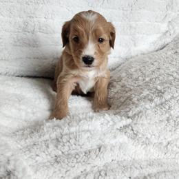 Green (boy) - Red  male Goldendoodle puppy in Cumming, Georgia from Chattahoochee Kennels
