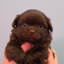 Christopher Robin - Chocolate and white male Chihuahua puppy in West New York, New Jersey from Pixie’s Magical Puppies