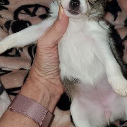 Girl 2 - Sable spotted white female Chihuahua puppy in Oklahoma City, Oklahoma from Teacup Chihuahuas and Friends