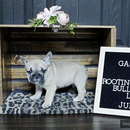 French Bulldog Puppies from Rootin' Tootin' Bulldogs, LLC