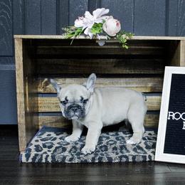 French Bulldog Puppies from Rootin' Tootin' Bulldogs, LLC