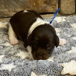 MOCHA. CKC FULL RIGHTS - Black and cream male Dachshund puppy in Elizabethtown, Kentucky from Teeny Tiny Puppy Tails