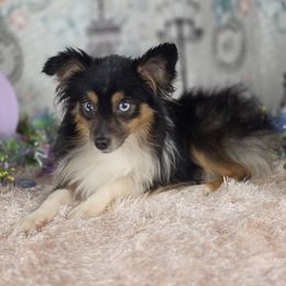 Popcorn - Toy Australian Shepherd