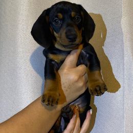 Choco - Black and tan male Dachshund puppy in Tucson Estates, Arizona from Summit Farm