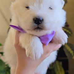 Yuki (means snow) - White female Samoyed puppy in Downey, Idaho from Seven Diamond Samoyeds