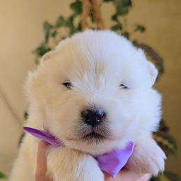 Yuki (means snow) - White female Samoyed puppy in Downey, Idaho from Seven Diamond Samoyeds