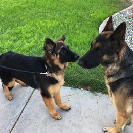 German Shepherd Puppies from Freitag Kennels