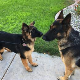 German Shepherd Puppies from Freitag Kennels
