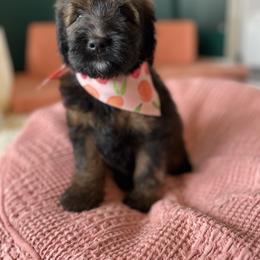 Camellia - Bernedoodle puppy from Front Range Family Doodles