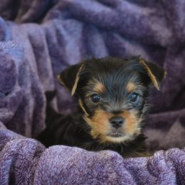 Yorkshire Terrier Puppies from Sharon Gellerman's Yorkshire Terriers