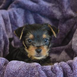 Yorkshire Terrier Puppies from Sharon Gellerman's Yorkshire Terriers